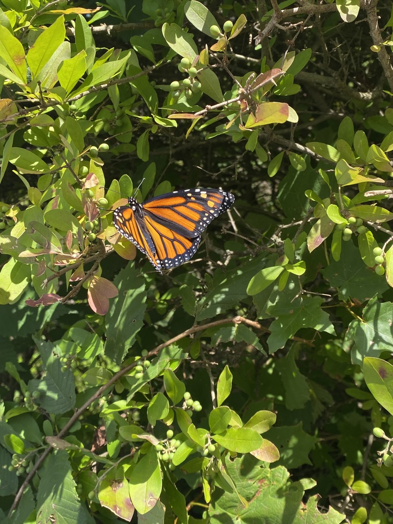 A monarch butterfly spreads its wings on a bush.