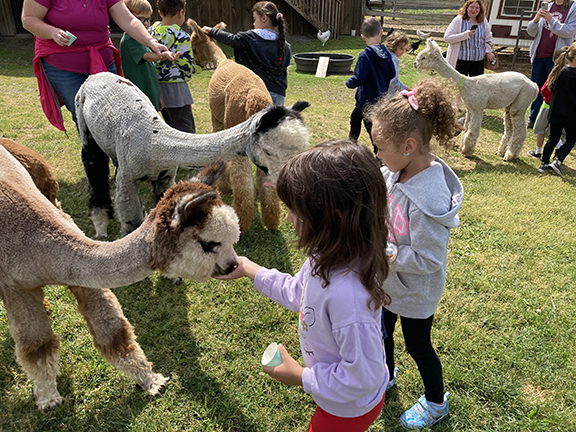 Two students feed alpacas