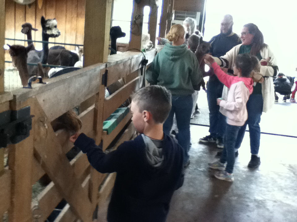 Students with the help of adults feed alpacas in a barn