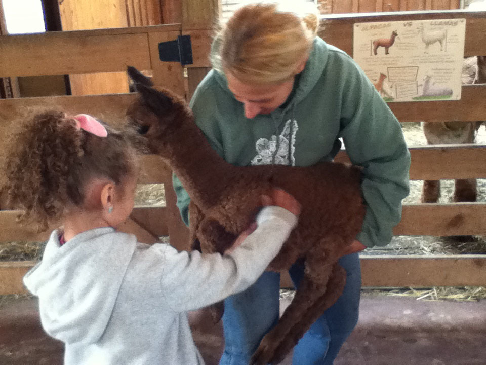 A student pets an alpaca being held by an adult