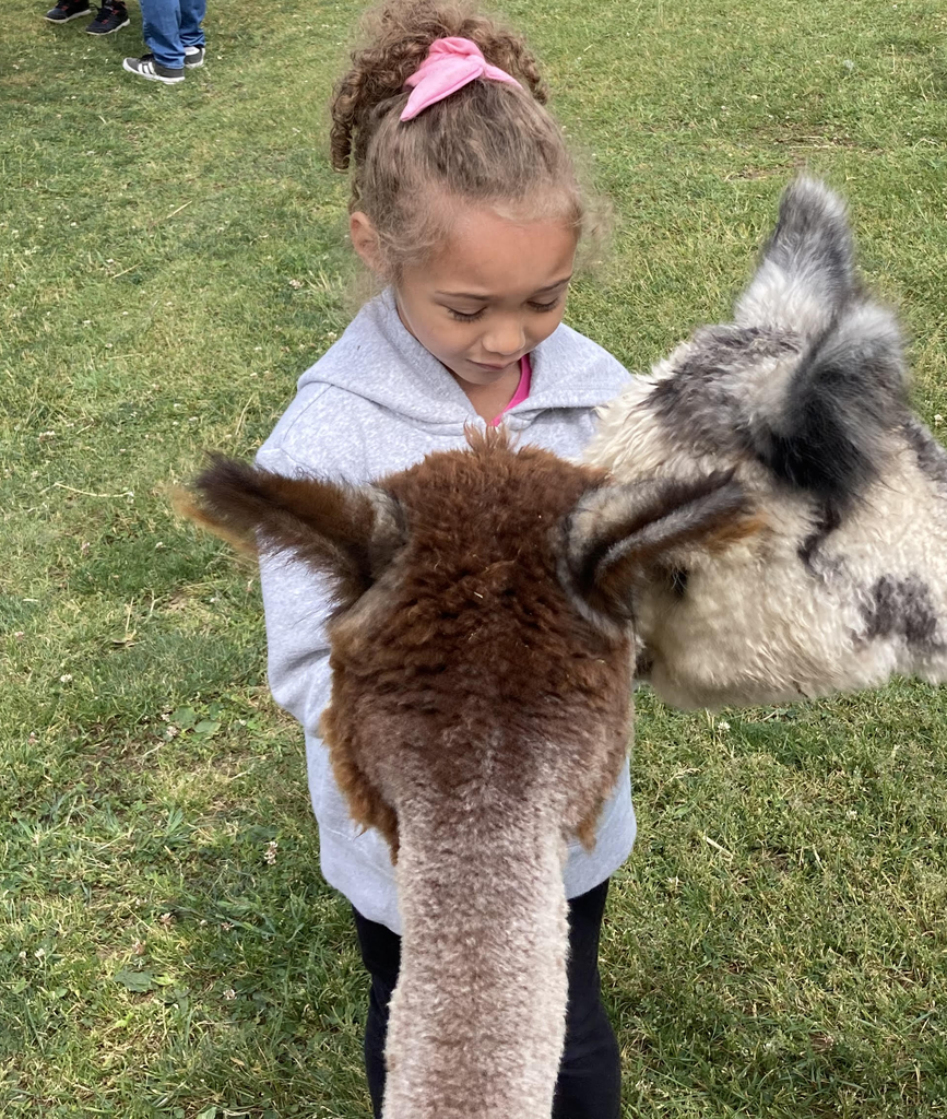 A student feeds alpacas