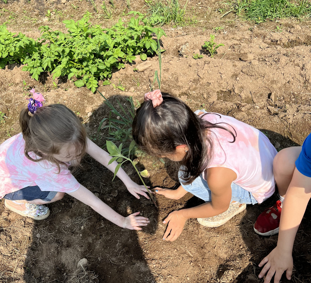 Two students pat down soil around a plant