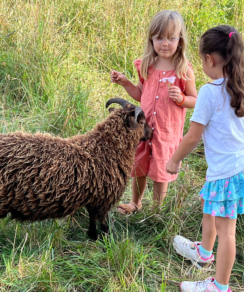 A sheep sniffs the dress of a young student as another student watches